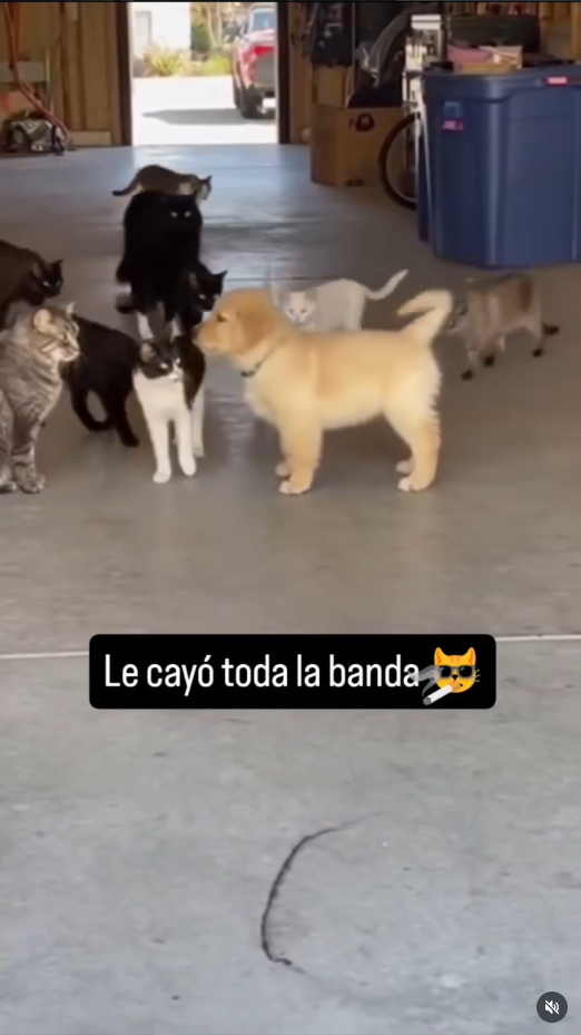 Gatitos y perritos siendo tiernos
