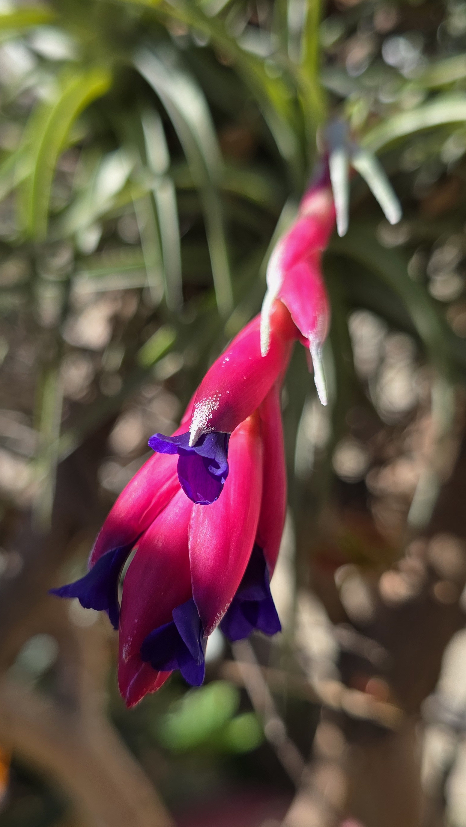 Una flor colgante rosada y morada en el patio