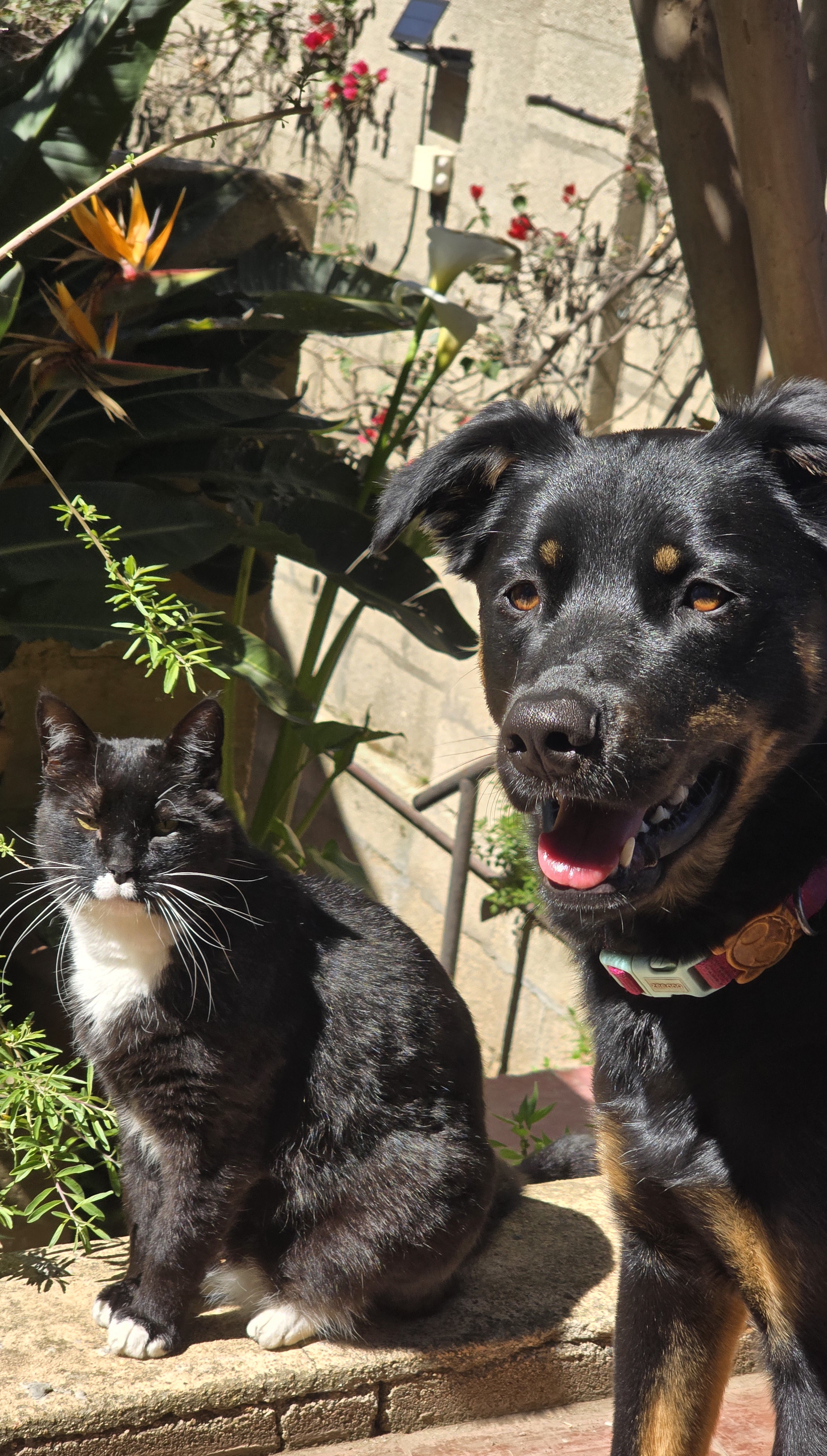 Un perro y un gato juntos al sol en el patio
