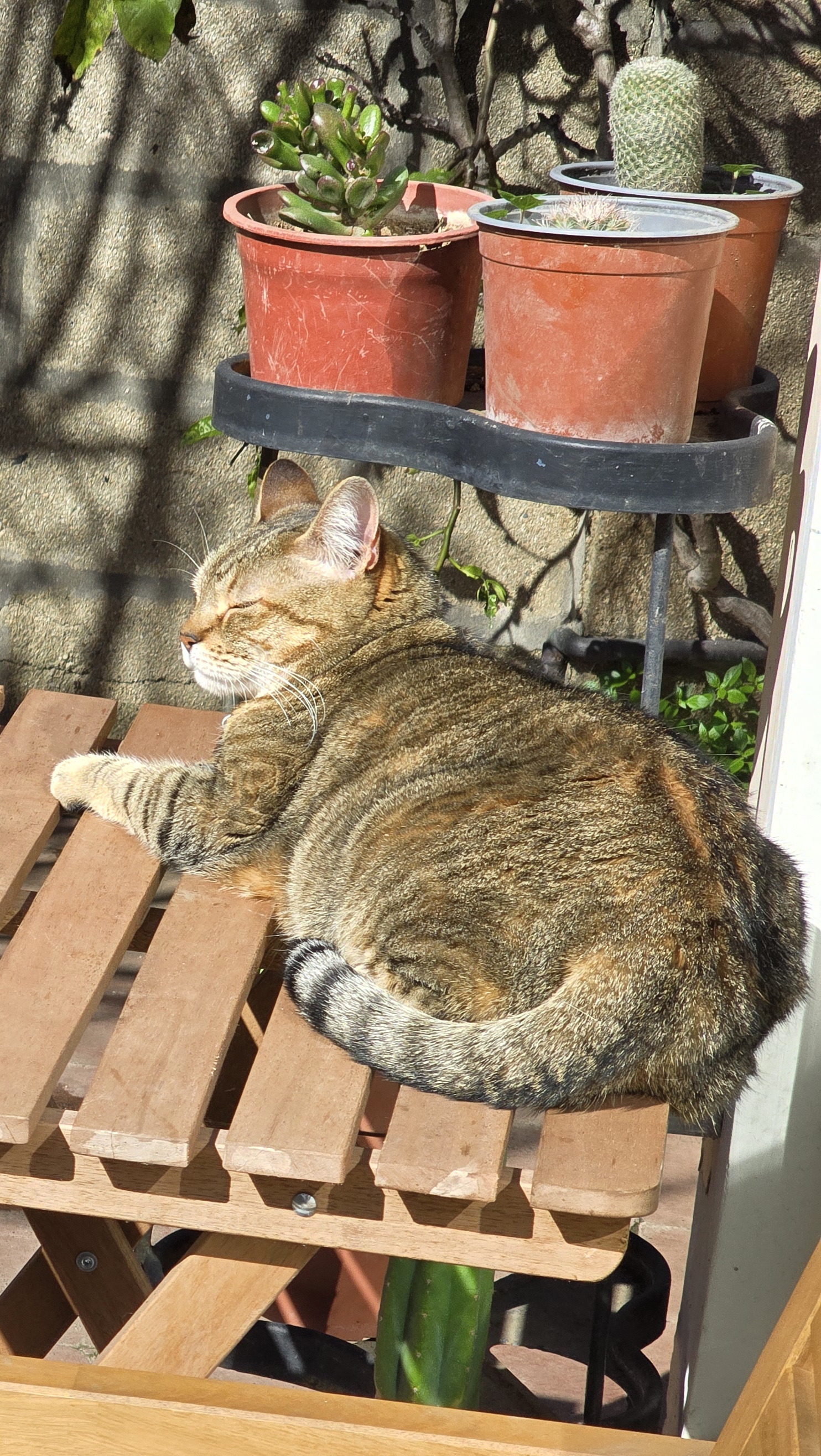 Un gato tomando sol sobre una mesa de madera